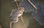 Amphlexus: wood frogs by eggs, Ramser Arboretum by Pat Heithaus and Ray Heithaus